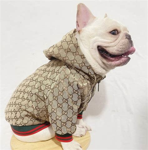 gucci pet clothing.